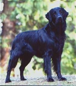 flat coated retriever newfoundland mix