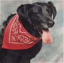 Acey the black Lab wearing a bandana with its mouth open and its tongue out