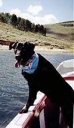 Panama the Chabrador standing on the side of a boat looking back at the camera holder with her mouth open and tongue out