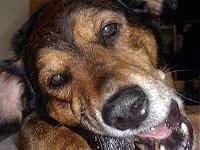 Close Up - A brown dog with gray on his snout chewing on a bone