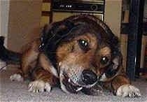 A beagle looking dog is chewing on a bone and it is laying under a table