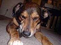 Close Up - A brown dog is chewing on a toy and laying on a carpet