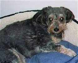 The front right side of a wiry looking black with tan Schnoodle dog that is laying against the back of a dog bed looking up and forward.