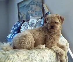 A curly-coated, tan Peek-a-poo is laying across the back of a couch looking to the left. There are blue pillows behind it.
