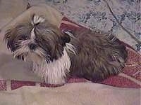 Top down view of a thick coated, grey with white Shih Tzu puppy that is sitting on a rug and it is looking up.