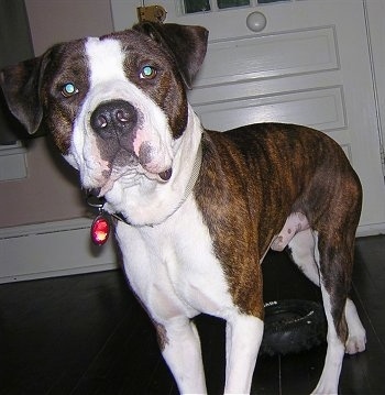 Close up - A brindle with white American Bulldog is standing across a hardwood floor and it is looking forward.