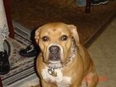The front left side of a tan with white American Bulldog that is sitting on a carpet with a throw rug behind it.