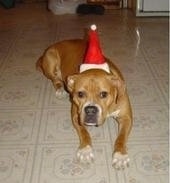 A tan with white American Bulldog is wearing a santa hat and it is laying on a tiled kitchen floor