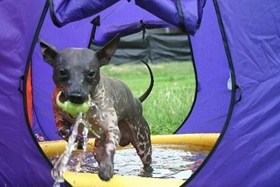 American Hairless Terrier playing