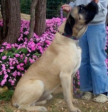 The right side of a tan American Mastiff is sitting and it is waiting to be fed by a person in front of it and there is a bed of flowers behind them.