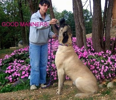 The back left side of a tan American Mastiff that is sitting and being fed by a person standing in front of it. They are in front of a bed of flowers and the words 'Good Manners' are overlayed over the image.