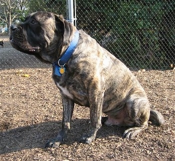 The left side of a brindle with white American Mastiff that is sitting in woodchips in front of a chain link fence
