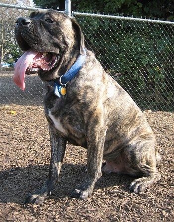 The front left side of a brindle with white American Mastiff that is sitting down in woodchips with its mouth open and tongue out. There is a chainlink fence behind it.