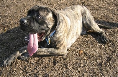 The front left side of a brindle American Mastiff that is laying down in woodchips with its mouth open and tongue out. It is looking to the left.