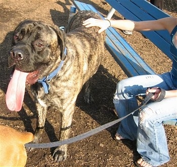 The front left side of a brindle American Mastiff that is standing next to a person sitting on a bench. The Mastiff has its mouth open and tongue out