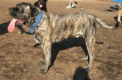 The left side of a brindle American Mastiff standing in woodchips with its mouth open and tongue out. There are dogs and people around it.