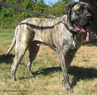 The right side of a brindle American Mastiff that is standing across a field outside. Its mouth is open and its large tongue is out.