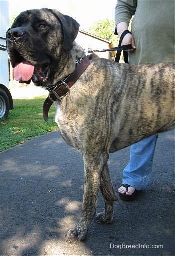 The left side of a brindle American Mastiff that is standing on a blacktop with its mouth open and tongue out. There is a person standing behind the Mastiff holding its leash.
