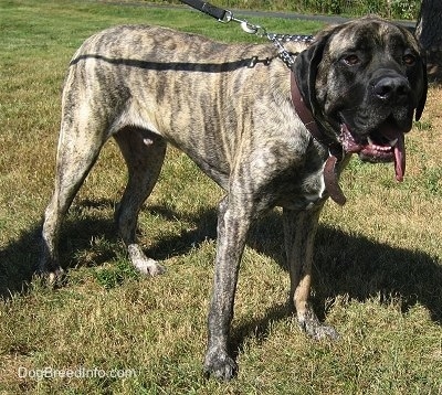 The front right side of a brindle American Mastiff that is standing on grass with its mouth open and its large tongue its hanging out to the side of its mouth.