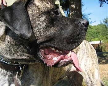 Close Up - Thor the American Mastiff is standing outside with his mouth is open and tongue is out showing off his very large wet dewlaps