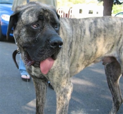 Thor the brown brindle American Mastiff is standing on a black top and looking to the right. Its mouth is open and its tongue is hanging out. There is a sliver of drool falling out of his mouth and dots of drool over his snout from one eye to the other.