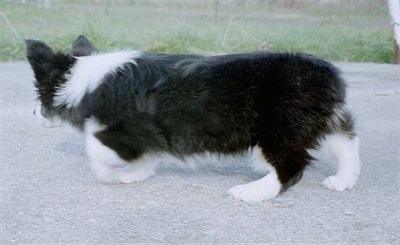 The left side of a tri-color, long-bodied, short-legged Aussie-Corgi puppy that is walking across a concrete surface.
