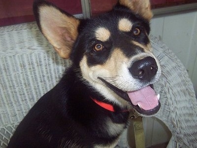 Sam the Australian Kelpie puppy sitting on a white wicker chair with its mouth open