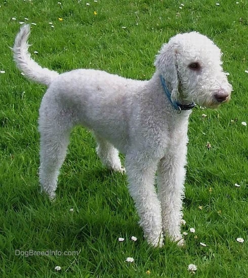 Beautiful white Bedlington Terrier dog