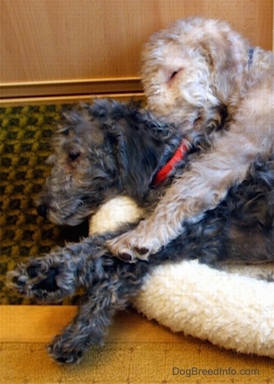 Glenn and Lily the Bedlington Terrier Puppies sleeping together on a dog bed