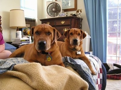 Angus and Abby the two Ba-Shars laying on a bed