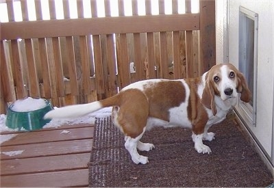 Zo-Wee the Bagle Hound standing outside on a porch deck in front of a doggie door