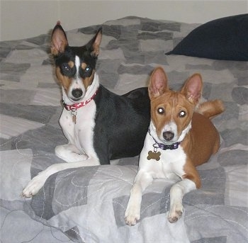 black and brown Basenji dogs