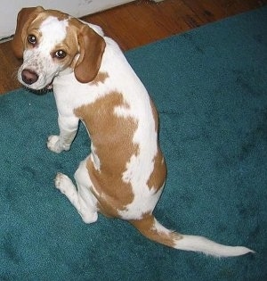 Keagan the Beagle sitting on a rug facing the wallwith its head towards the camera holder