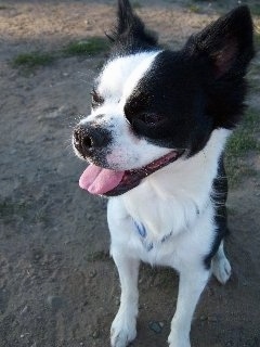 Close Up - A black with white Boskimo is sitting on a dirt path with its mouth open and tongue out. It is looking to the left.