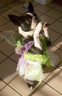 PJ the Boston Terrier is wearing a dress and fairy wings standing on her hind legs on a tiled floor