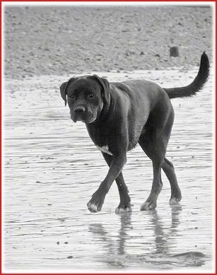 Black & White Picture of Paddy the Boxador walking in the water along the beach