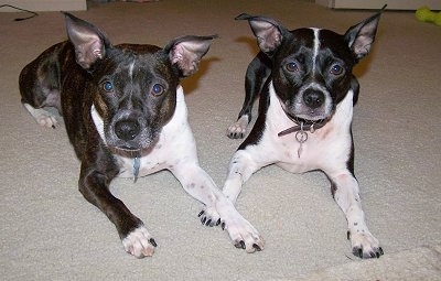 Jasmine and Tinkerbell the Brats laying down side by side on a tan carpet and looking at the camera holder