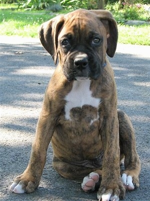 Bruno the Boxer is sitting outside on a blacktop surface looking at the camera