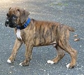 Bruno the Boxer as a Puppy walking across a blacktop surface