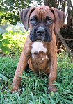 Bruno the Boxer as a Puppy is sitting outside in grass