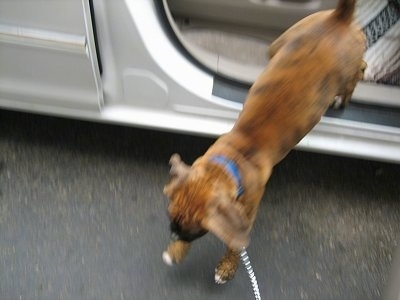 Bruno the Boxer puppy jumping out of a van