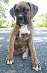 Bruno the Boxer as a Puppy is sitting on a blacktop surface and looking towards the left