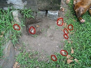 Flower bulbs are circled. Bruno the Boxer dug up flower bulbs