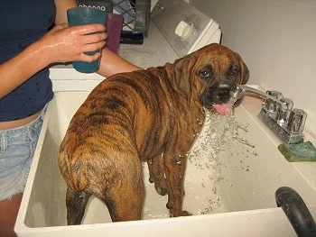 Bruno the Boxer Puppy drinking the water coming out of the utility sink