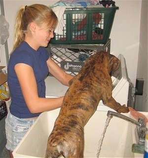 Bruno the Boxer puppy being cleaned by Amie in a utility sink