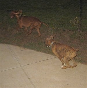 Bruno the Boxer chasing Jackson the Vizsla