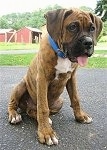 Bruno the Boxer as a Puppy sitting outside on a blacktop with its tongue out with a barn in the background