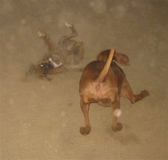 Bruno the Boxer rolling in the dirt as Jackson the Vizsla play bows at him