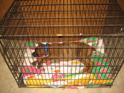 Bruno the Boxer puppy sleeping in the bigger crate