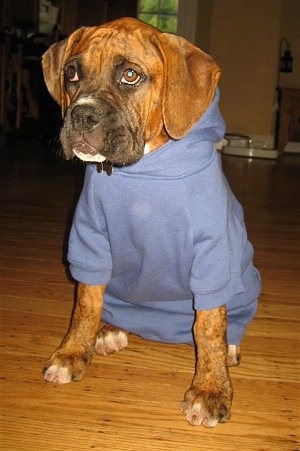 A brindle Boxer puppy that is wearing a blue hoodie sitting on a hardwood floor